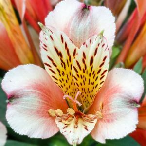 Alstroemeria Inca Husky&trade;