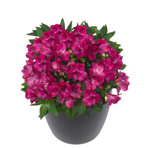 Alstroemeria Inticancha&reg; Machu
