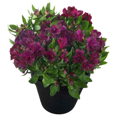 Alstroemeria Inticancha&reg; Paraiso