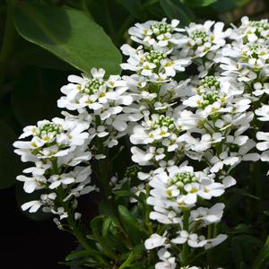 Iberis sempervirens Snowsurfer&trade; Forte Snowsurfer Forte