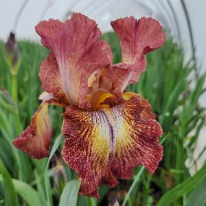 Iris germanica Paprika Fono's