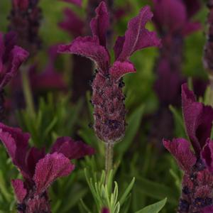 Lavandula stoechas Anouk Burgundy