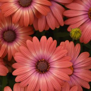 Osteospermum ecklonis Serenity&trade; Coral Magic