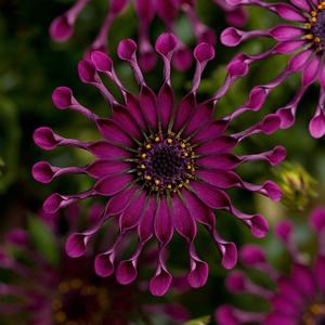 Osteospermum ecklonis FlowerPower&trade; Spider Purple