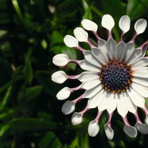 Osteospermum ecklonis FlowerPower&trade; Spider White
