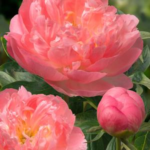 Paeonia lactiflora Pink Hawaiian Coral