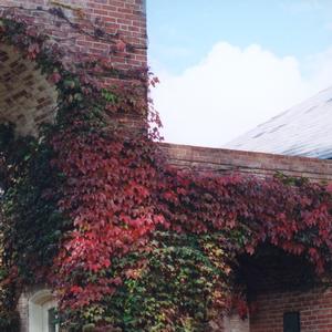Parthenocissus tricuspidata 
