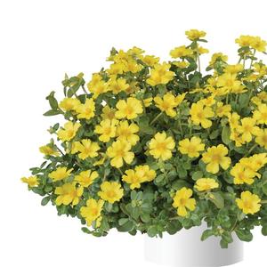Portulaca oleracea Pazazz Nano&trade; Yellow