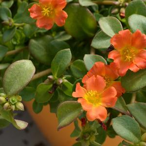 Portulaca oleracea Pazazz Nano&trade; Orange