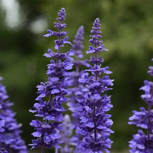 Salvia longispicata x farinacea Mystic Spires