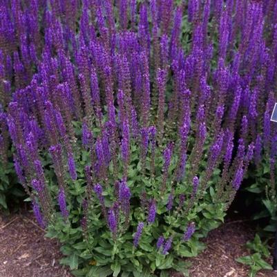 Salvia nemorosa Dark Matter&trade;