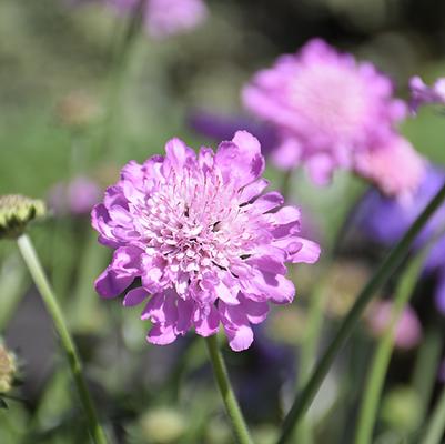 Scabiosa columbaria Giga&trade; Giga Pink