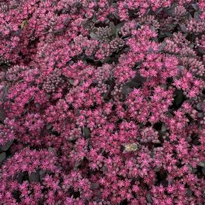 Sedum Sunsparkler&reg; Dazzleberry