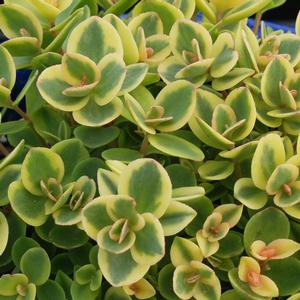 Sedum Sunsparkler&reg; Lime Twister
