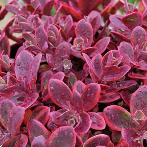 Sedum Sunsparkler&reg; Wildfire
