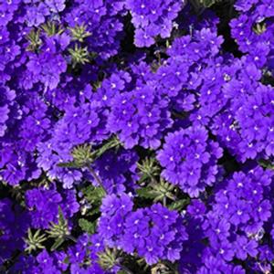Verbena Lanai&reg; Blue