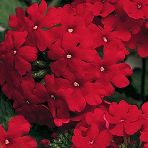 Verbena Lanai&reg; Red