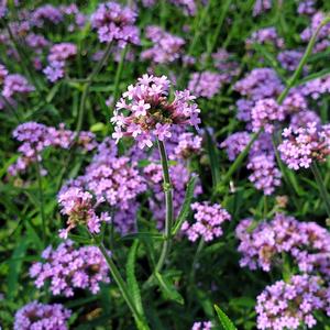Verbena bonariensis Lollipop