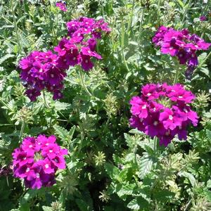 Verbena peruviana EnduraScape&trade; Purple