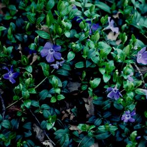 Vinca minor Bowles Cunningham