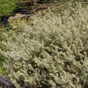 Westringia fruticosa Morning Light