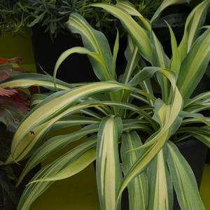 Beschorneria yuccoides Flamingo Glow