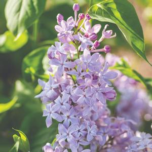 Syringa vulgaris New Age&trade; Lavender