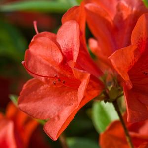 Rhododendron Encore&reg; Autumn Bravo&reg'