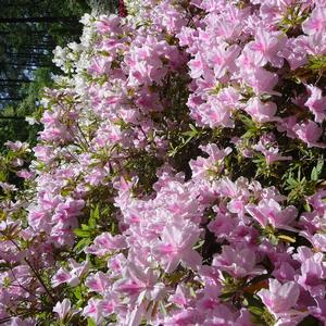 Rhododendron Southern Indica hybrid George Taber