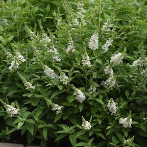 Buddleia davidii Chrysalis&trade; White