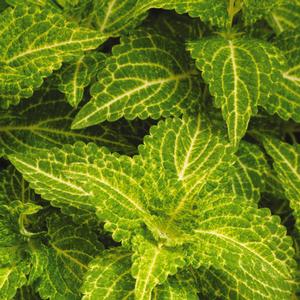 Coleus scutellarioides Electric Lime&reg;