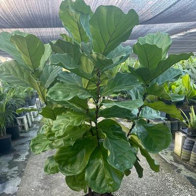 Ficus lyrata 