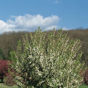 Malus x zumi var. calocarpa 