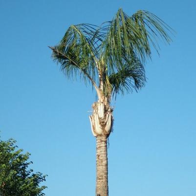 Syagrus romanzoffiana 