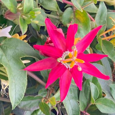 Passiflora jamesonii Coral Sea