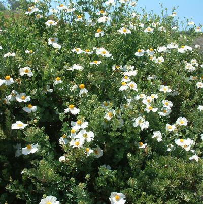 Romneya coulteri 