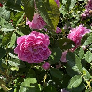 Rosa Harlow Carr