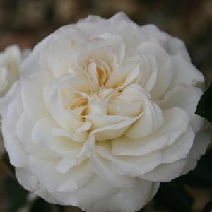 Rosa Meidiland&reg; White