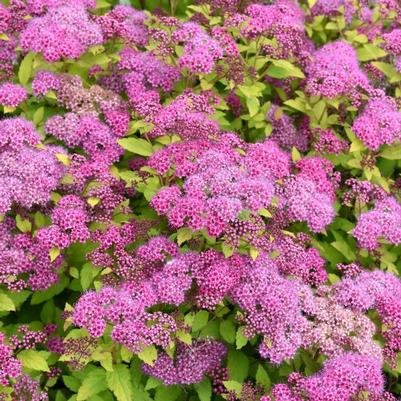 Spiraea japonica Magic Carpet