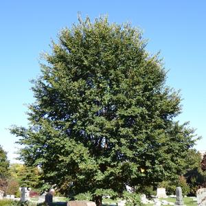 Ulmus Triumph&reg;