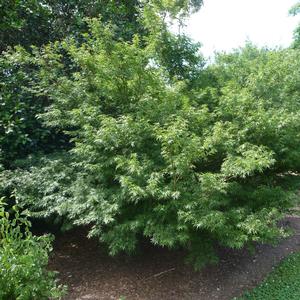 Acer palmatum Wou nishiki
