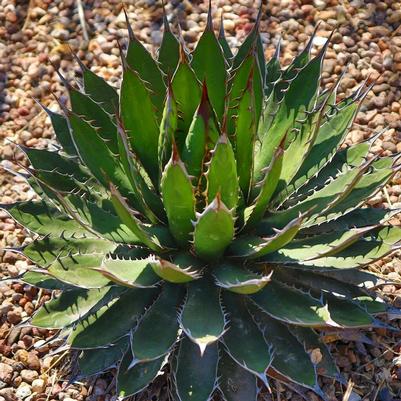 Agave horrida 