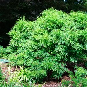Acer buergerianum Mino yatsubusa