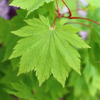 Acer japonicum O Isami