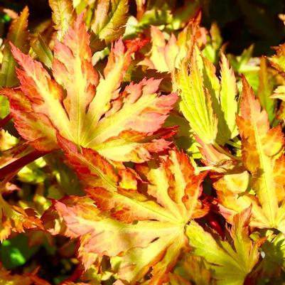 Acer palmatum Ann Irene