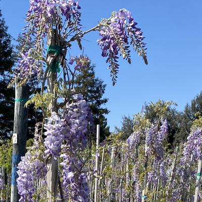 Wisteria sinensis Cooke's Special Purple