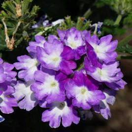 Verbena peruviana EnduraScape&trade; Purple FIzz