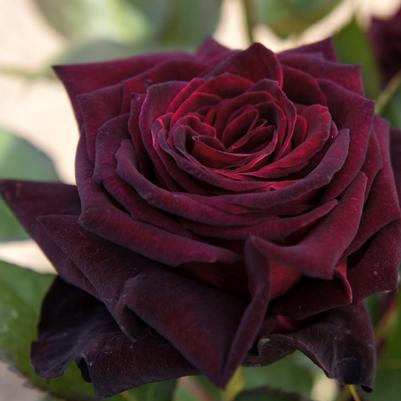 Rosa Black Bacarra