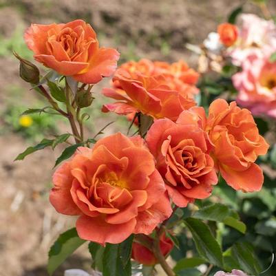 Rosa Pumpkin Patch