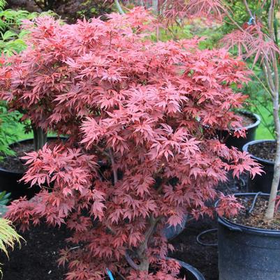 Acer palmatum Elizabeth